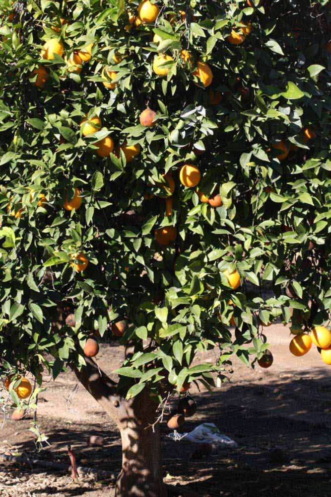            Habit (Riverside, CA)   